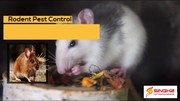 Hire Rodent Pest Control Experts in Brisbane Today
