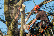 Tree maintenance near me Mount Cotton
