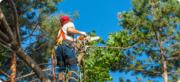 Tree removal service