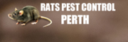 Search for Rat Pest Control Near Me for Prompt Solution of Pests