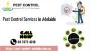 Local Pest Control Services in Bellara, QLD