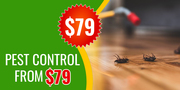 Best Pest Control Company Brisbane