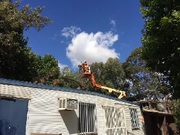 Emergency Tree Removal Sydney