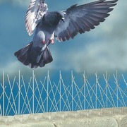 Bird Spike Installation in Melbourne: Cost & Benefits of Pigeon Spikes