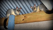 Effective Possum Entry Blocking Services in Melbourne